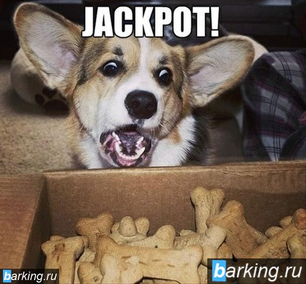 dog-finds-treats-funny-dogs.jpg